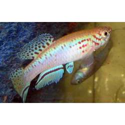 Афиосемион филаментосум (Aphyosemion filamentosum)