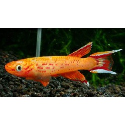 Афиосемион южный (Aphyosemion australe)