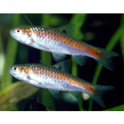 Барбус двухточечный (Barbus bimaculatus)