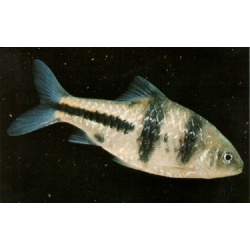 Барбус латеристрига (Barbus lateristriga)