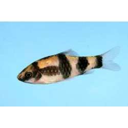 Барбус полосатый (Barbus fasciatus)