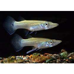 Белонесокс (Belonesox belizanus)