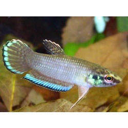 Бетта полосатая (Betta taeniata)