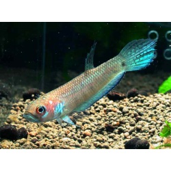 Бетта унимакулата (Betta unimaculata)