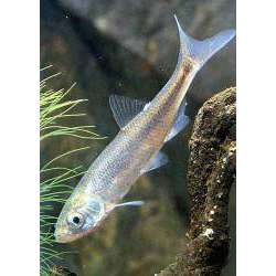 Верховка обыкновенная (Leucaspius delineatus)