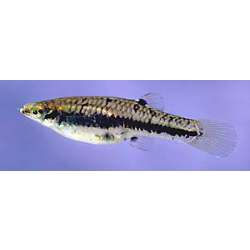 Формоза (Heterandria formosa)