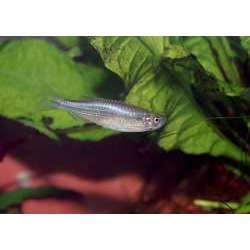 Данио голубой. Данио таиландский (Brachydanio kerri )