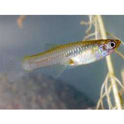 Гамбузия обыкновенная (Gambusia affinis affinis)