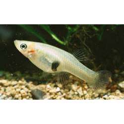 Гамбузия Хольбрука (Gambusia affinis holbrooki)