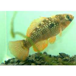 Гарманелла пульхра (Garmanella pulchra)