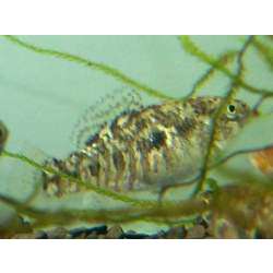 Гарманелла пульхра (Garmanella pulchra)