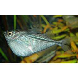 Гастеропелекус стерникла. Стерникла (Gasteropelecus sternicla)