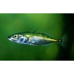 Колюшка трехиглая (Gasterosteus aculeatus)