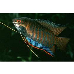 Колиза полосатая (Colisa fasciata )