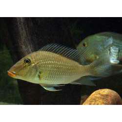 Геофаус Юрупара (Satanoperca jurupari)