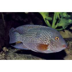 Геофагус бразильский (Geophagus brasiliensis)