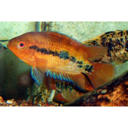 Геротиляпия мультиспиноза (Herotilapia multispinosa)