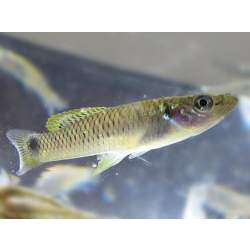 Гетерандрия бимакулата (Heterandria bimaculata)
