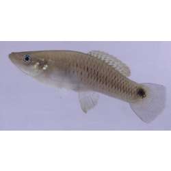 Гетерандрия бимакулата (Heterandria bimaculata)
