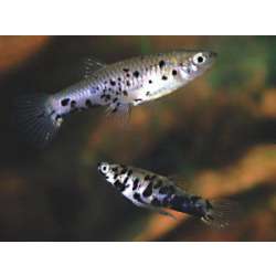 Гирардинус (Phalloceros caudimaculatus)