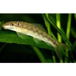 Гиринохейлус (Gyrinocheilus aymonieri)