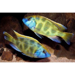 Леопарда золотой (Cyrtocara venustus )