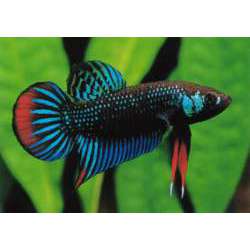 Петушок карликовый. Петушок черный. Бетта черная (Betta imbellis)