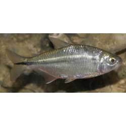 Рыба слепая (Astyanax mexicanus)