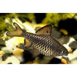 Усач островной (Barbus oligolepis)