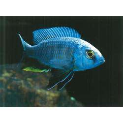 Хаплохромис хризонотус. Циртокара хризонотус (Cyrtocara chrysonotus)