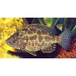 Хаплохромис леопардовый (Cyrtocara polystigma)
