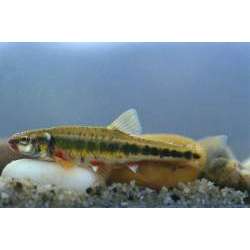 Гольян. Гольян-красавка (Phoxinus phoxinus)