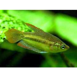 Гурами карликовый (Trichopsis pumilus)