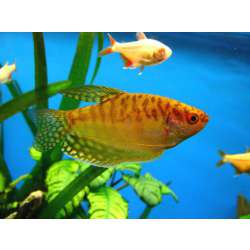 Гурами золотой (Trichogaster sp.)
