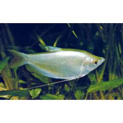 Гурами лунный (Trichogaster microlepis)