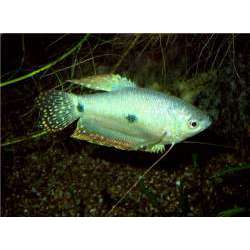Гурами пятнистый (Trichogaster trichopterus trichopterus )