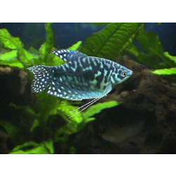 Гурами мраморный (Trichogaster trichopterus sumatranus)