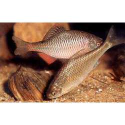 Горчак (Rhodeus sericeus amarus)