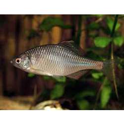 Горчак (Rhodeus sericeus amarus)