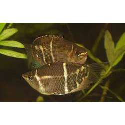 Гурами шоколадный (Sphaerichthys osphromenoides)