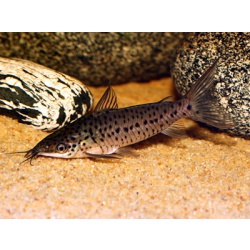 Дианема лонгибарбис (Dianema longibarbis Cope, 1872)