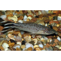 Дианема уростриата (Dianema urostriata A. de Miranda-Ribeiro, 1912.)