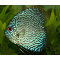 Дискус голубой (Symphysodon aequifasciata haraldi )