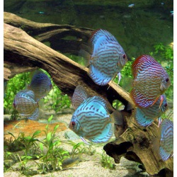 Дискус голубой (Symphysodon aequifasciata haraldi )