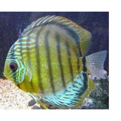 Дискус зеленый (Symphysodon aequifasciata aequifasciata Pellegrin, 1903.)