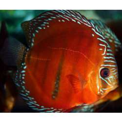 Дискус красный. Дискус простой. Дискус обыкновенный (Symphysodon discus)