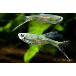 Дракон (Corynopoma riisei)