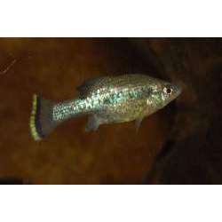 Илиодон Ксантуса (Ilyodon xantusi)