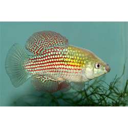 Иорданелла Флоридская (Jordanella floridae)