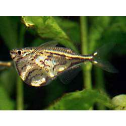Карнегиела мраморная (Carnegiella strigata)